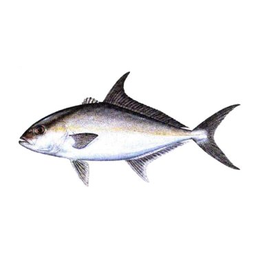 Ricciole oceaniche 4000+ australia