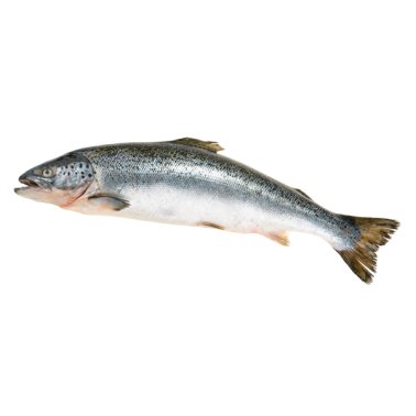 Salmoni 6/7 norvegia