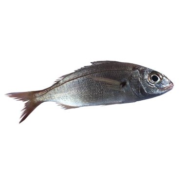 Pagelli pezzogna 500/1000