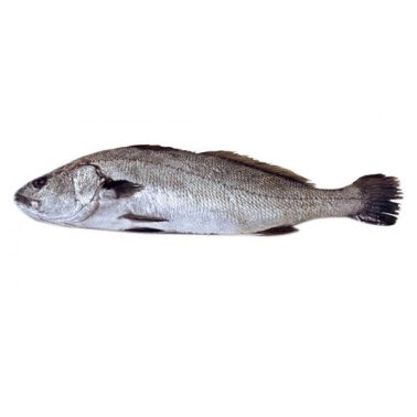 Ombrine boccadoro 5000+ pescate