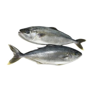 Ricciole pescate mar mediterraneo