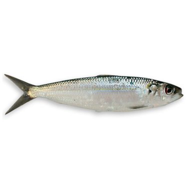 Sarda di mare cassa italia