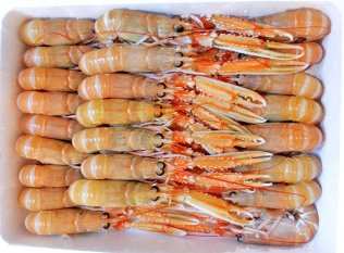 Scampo 21/30pz/kg porcupine irl