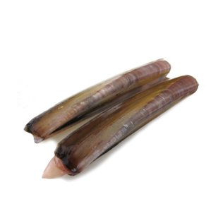 Cannolicchio oceanico