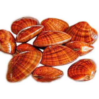 Fasolari