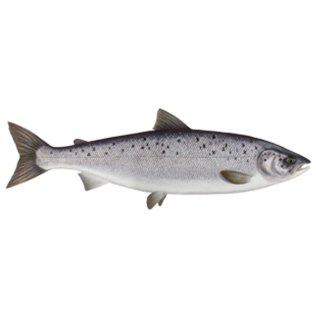 Salmoni 2/3 norvegia