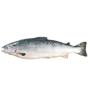 Salmoni 4/5 norvegia