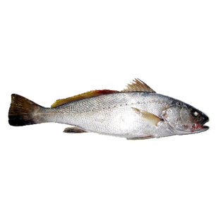 Ombrine boccadoro 2000+