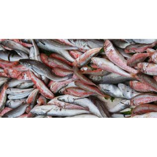 Paranza di pesce