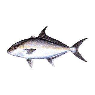 Ricciole oceaniche 4000+ australia
