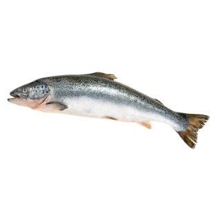 Salmoni 6/7 norvegia