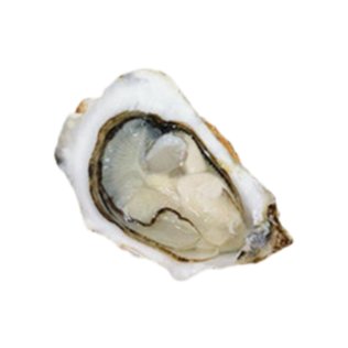 Ostriche special tarbouriech francia