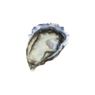 Ostriche concave pleiade poget francia