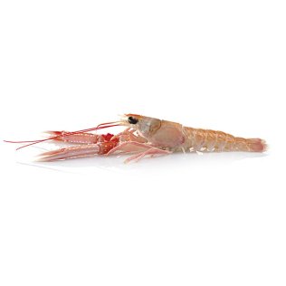Scampo 5/10pz/kg porcupine irl