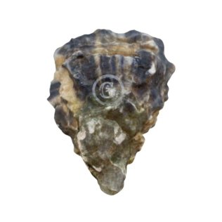Ostriche concave gillardeau n3