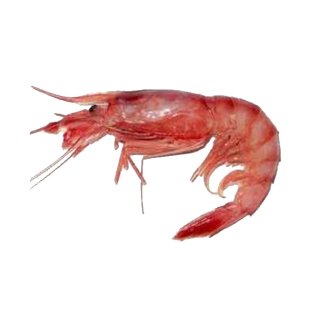 Gambero viola sicilia i 10-22pz/kg