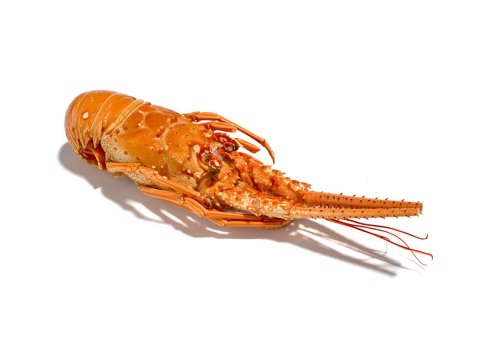 Aragosta cruda 400/600 gr