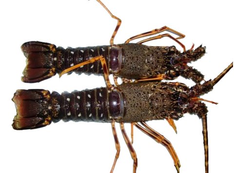 Aragosta cruda 100/200 gr