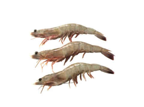 Mazzancolla 70/80 pz/kg ecuador