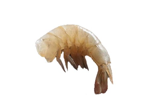 Mazz.coda c/g 36/40pz/lb p.p. ecuador