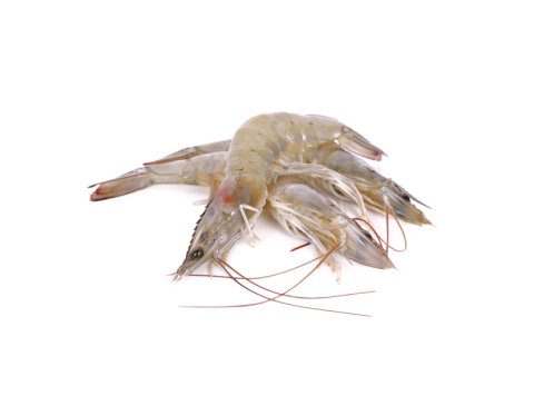 Gambero bianco nazionale