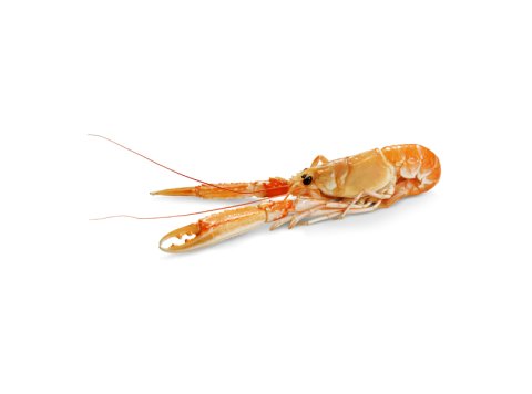 Scampo 17/20pz/kg scozia