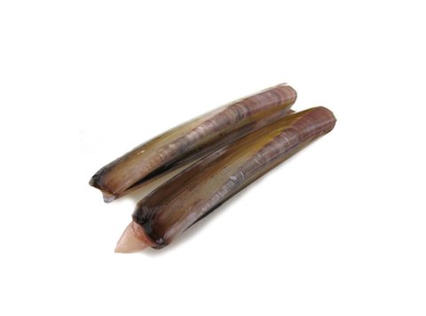 Cannolicchio oceanico