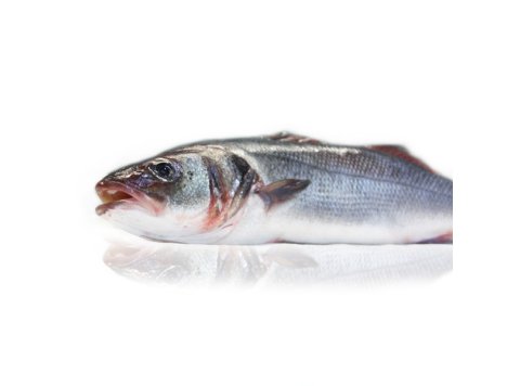 Branzino 300/400 croazia