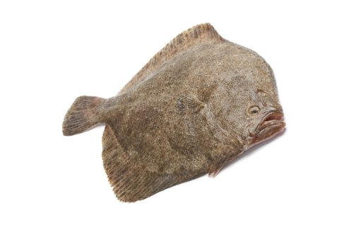 Rombo chiodato 1000/1500 spagna