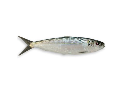 Sarda di mare italia