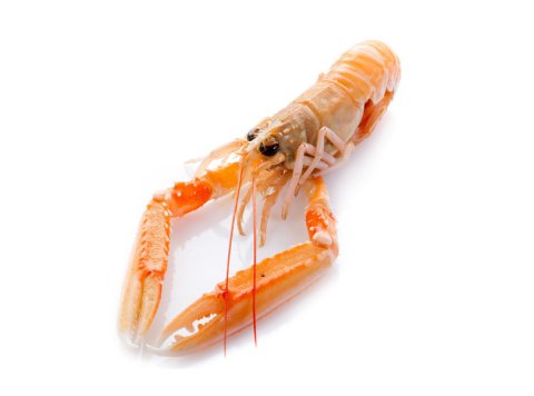 Scampo 20/30 pz/kg italia