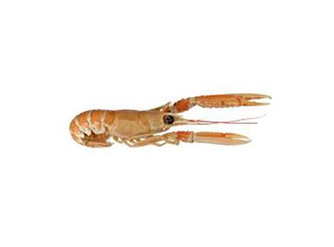 Scampo 30/40 pz/kg italia