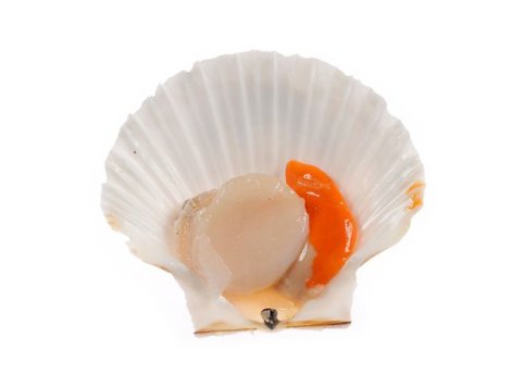 Cappasanta atlantica intera uk