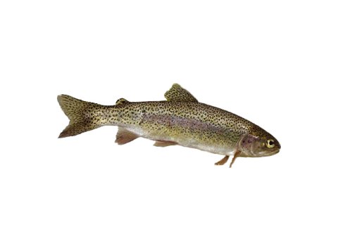 Trota iridea salmonata italia