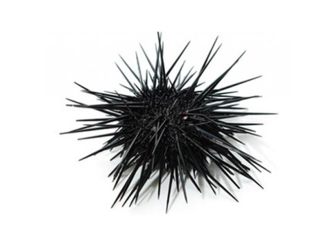 Riccio di mare italia