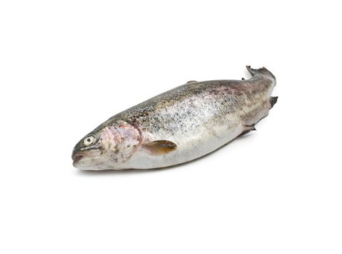 Trota iridea bianca italia