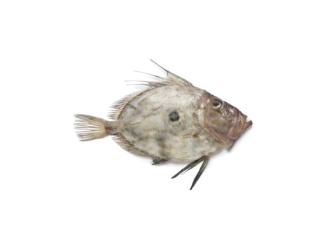 San pietro 800/1500 italia