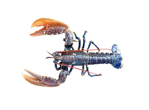 Astice americano 400/600