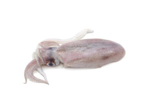 Calamaro sporco 100/125 gr francia