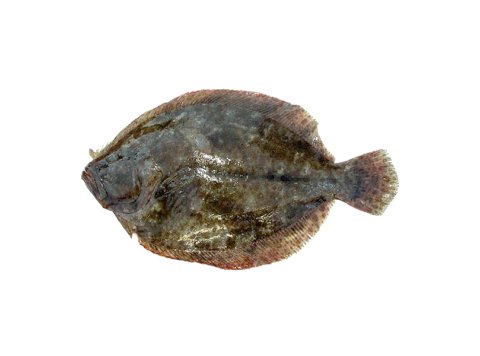 Soaso 500/1500 italia