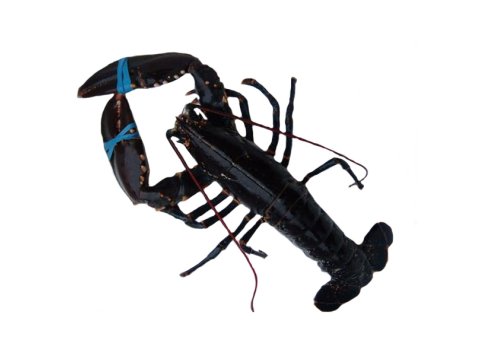 Astice 1500 blu europeo