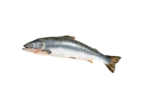 Salmone sup ev 6/7 norvegia