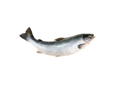 Salmone sup ev 7/8 norvegia