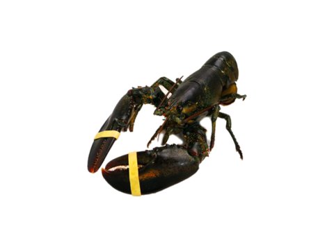 Astice americano 600/800 canada