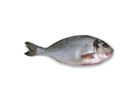 Orata 800/1000 pescata