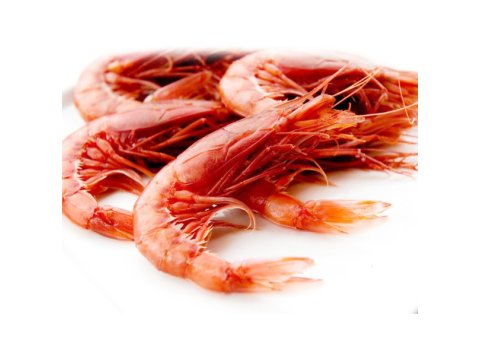 Gambero rosso atlantico 20/25