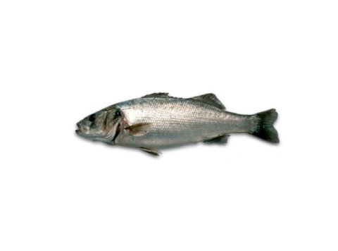 Branzino pescato