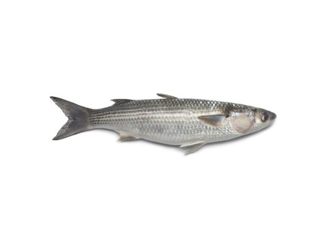 Cefalo 300/500 italia