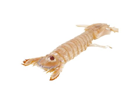 Canocchia piccola precotta