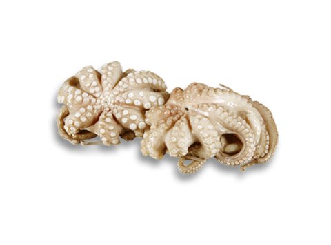 Polpo 500/1000 gr indonesia